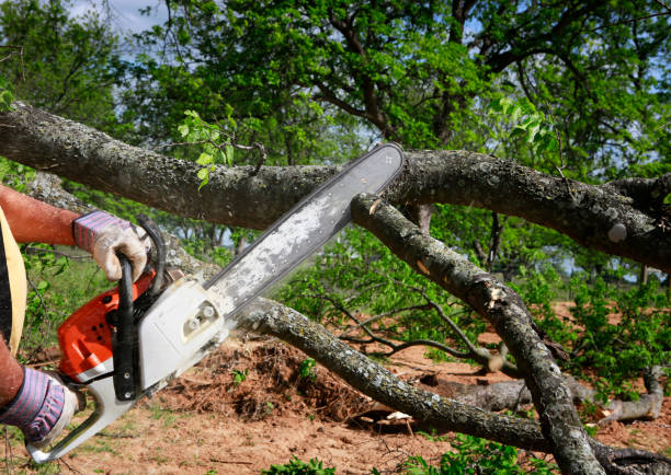 Best Stump Grinding and Removal  in Centreville, MD